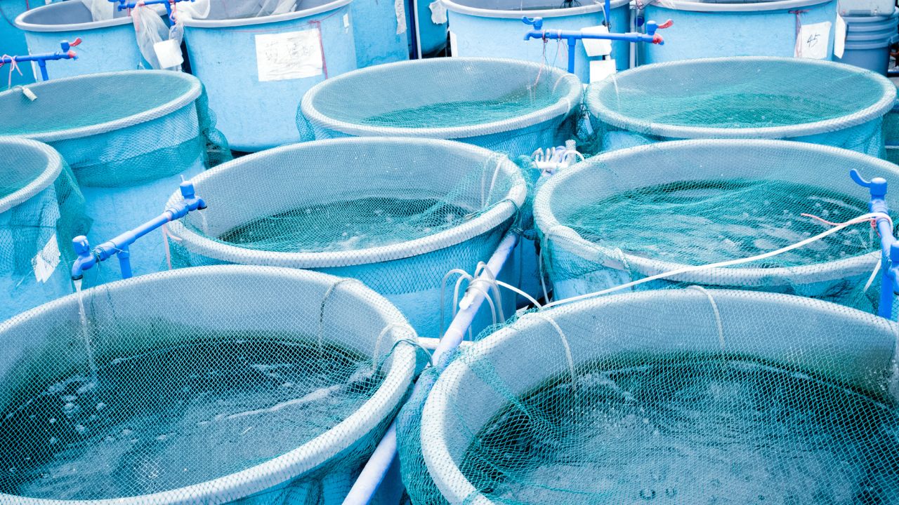 Aquaculture