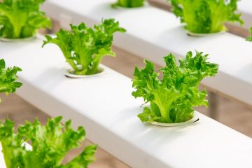 Hydroponics