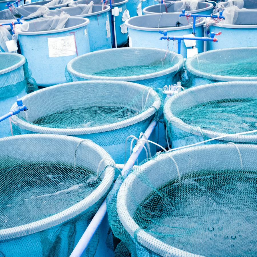 Aquaculture